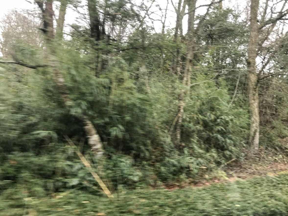 木が生い茂っている車窓